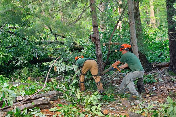 Best Tree Removal  in Holladay, UT