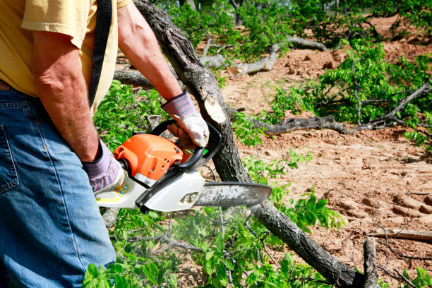 Best Emergency Tree Removal  in Holladay, UT